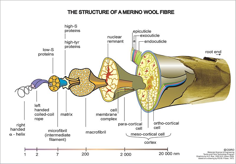 Schematischer Aufbau einer Wollfaser, Makrodimension bis Molekulardimension