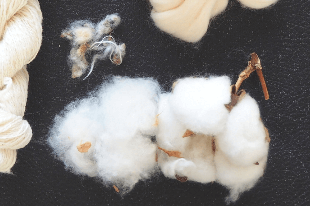 Eine getrocknete geöffnete weiße Baumwollkapsel auf schwarzem Hintergrund, darüber liegen von Faserresten umgebene Samen.