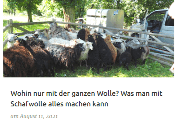 Screenshot des Blogbeitrages "Wohin nur mit der ganzen Wolle? Was man mit Schafwolle alles machen kann" auf der Seite des Brandenburger Wolle Netzwerkes. Auf dem Beitragsbild sind bunte Skudden vor der Schur zu sehen.