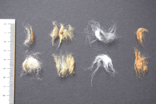 Kleine Mengen natürlich pigmentierter Baumwolle liegen auf schwarzem Untergrund. Ein weißes Lineal am linken Bildrand ermöglicht die EInschätzung der Faserlänge, sie bewegt sich um die 2cm.
