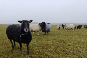 Bunte Schafe auf einer Wiese im nebligen Dezember