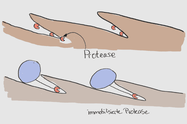 Schematische Darstellung der Protease-Behandlung von Wollfasern