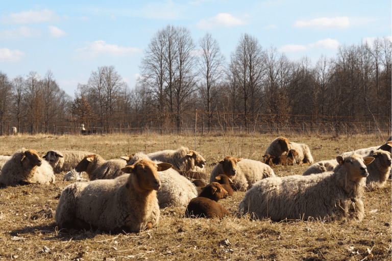 Schafe wiederkäuend auf einer trockenen Wiese