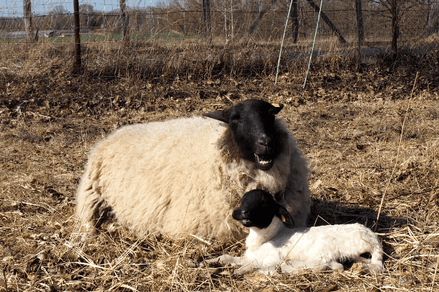 Rhönschafmutter mit Lamm