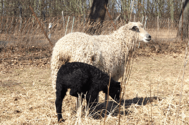 Wensleydale Mutter mit schwarzem Lamm