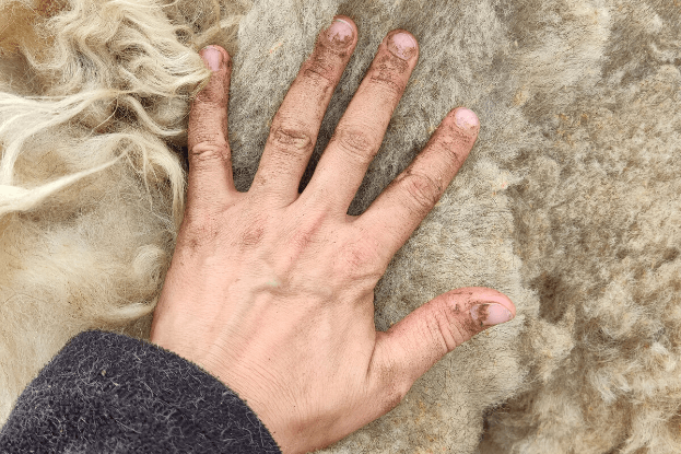 schmutzige Hand auf frisch geschorenem Coburger Fuchs Vlies