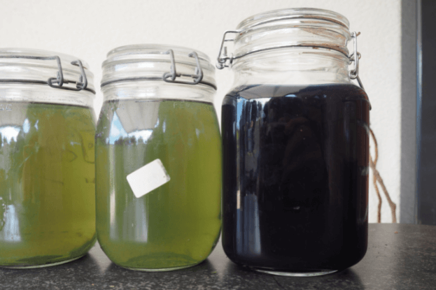 3 Gläser auf einem Tisch, 2 mit grünlicher klarer Flüssigkeit, eines mit tiefblauer Flüssigkeit (Indigo)