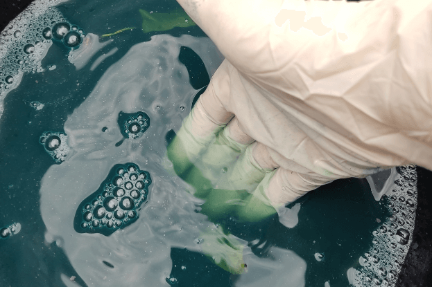 grünlichblaue Flüssigkeit nach Indigo Fermentation in einem Eimer
