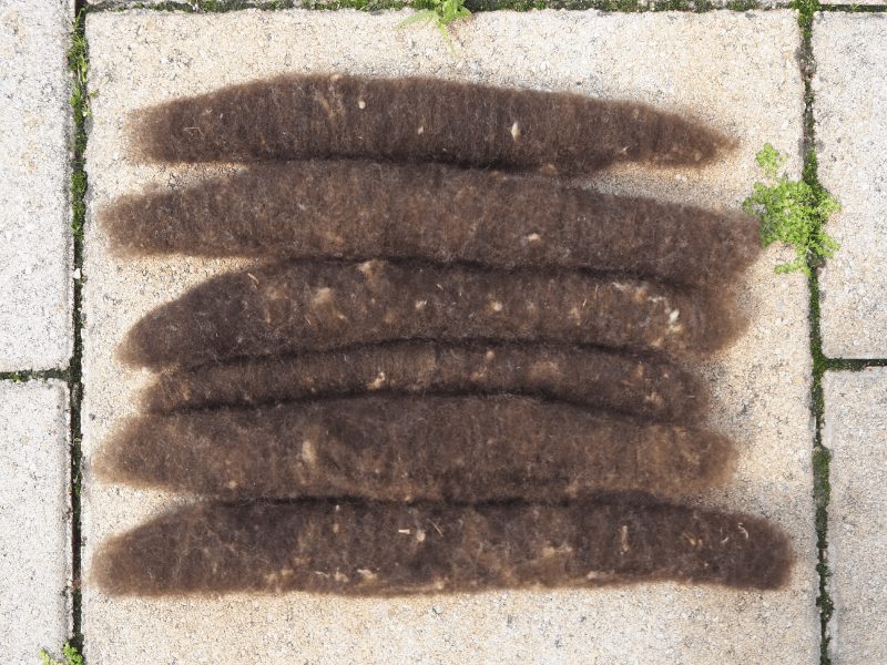 Rolags aus Ouessant-Wolle (Jahrgang 2020) liegen auf einer Steinfliese. Die Rolags sind braun und hell durchsprenkelt.