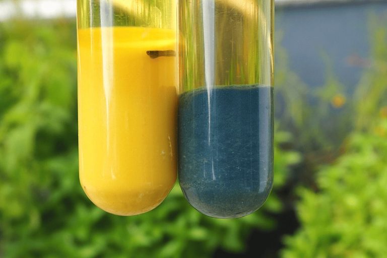 Vergleich Pigment 4 und 2 nach Essig-Waschschritt. Zwei Reagenzgläser vor unscharfen grünen Hintergrund. Das linke Reagenzglas enthält strahlend gelbes Sediment, das linke Reagenzglas enthält blaues Sediment.