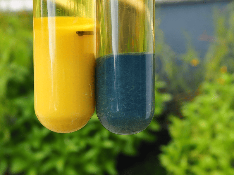 Vergleich Pigment 4 und 2 nach Essig-Waschschritt. Zwei Reagenzgläser vor unscharfen grünen Hintergrund. Das linke Reagenzglas enthält strahlend gelbes Sediment, das linke Reagenzglas enthält blaues Sediment.
