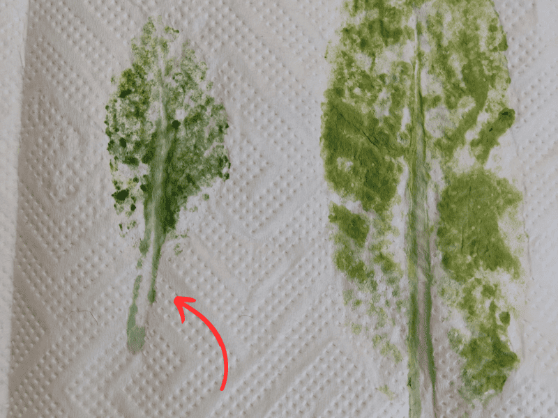 Auf Küchenkrepp gehämmerte Waid-Blätter. links ein junges Blatt, rechts ein älteres. Ein roter Pfeil zeigt beim jungen Blatt auf eine Blauverfärbung.
