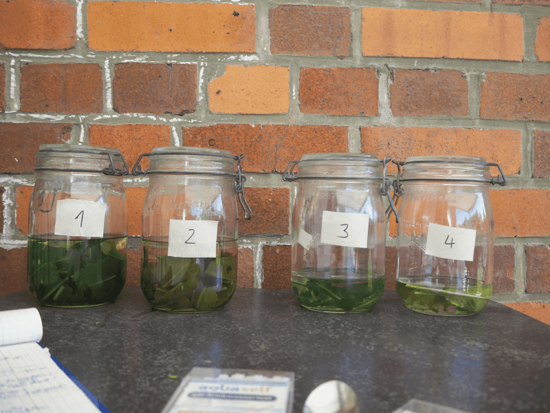 Nahaufnahme Waid-Extraktion Mini-Maßstab in 1L-Einmachgläsern. Vier Gläser stehen auf einem Tisch, beschriftet mit "1" bis "4". Sie enthalten Flüssigkeit und Blätter.
