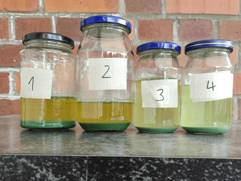 Nahaufnahme extrahiertes Waid-Pigment in Marmeladengläsern. Vier Marmeladengläser stehen auf einem Tisch vor einer Ziegelwand. Die Gläser sind mit "1" bis "4" beschriftet. In jedem befindet sich gelblicher bis grünlicher Überstand und ein grünlich blaues Sediment.