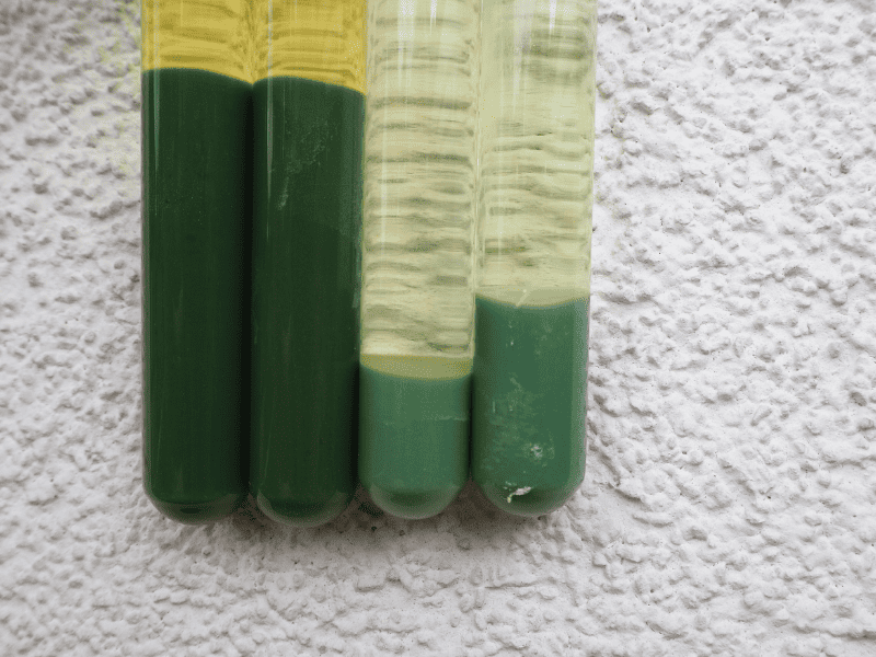 Nahaufnahme vier Reagenzgläser mit grünlichen Sedimenten vor einer weißen Rauhputzwand. Die beiden linken Gläser enthalten mehr und dunkleres Pigment, die beiden rechten Gläser enthalten weniger und helleres Pigment.