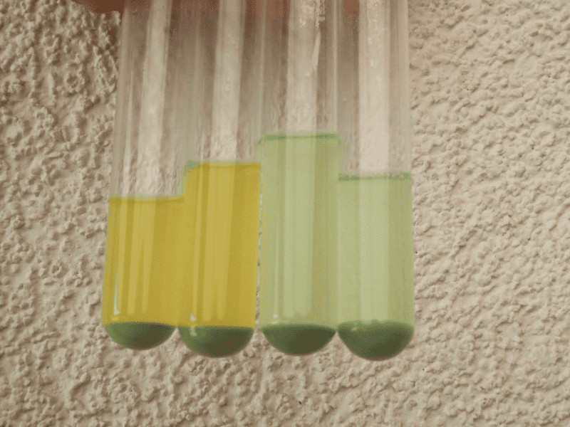 Nahaufnahme: Vier Reagenzgläser vor einer weißen Rauhputzwand. Sie enthalten Überstände und Sedimente. Die Überstände sind in allen 4 grünlich blau. Die Überstände der beiden linken Gläser sind gelblich, die der beiden rechten grünlich blau.