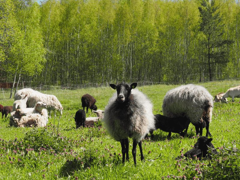 graue Schafe stehen auf einer grünen Weide. Eines schaut direkt in die Kamera.