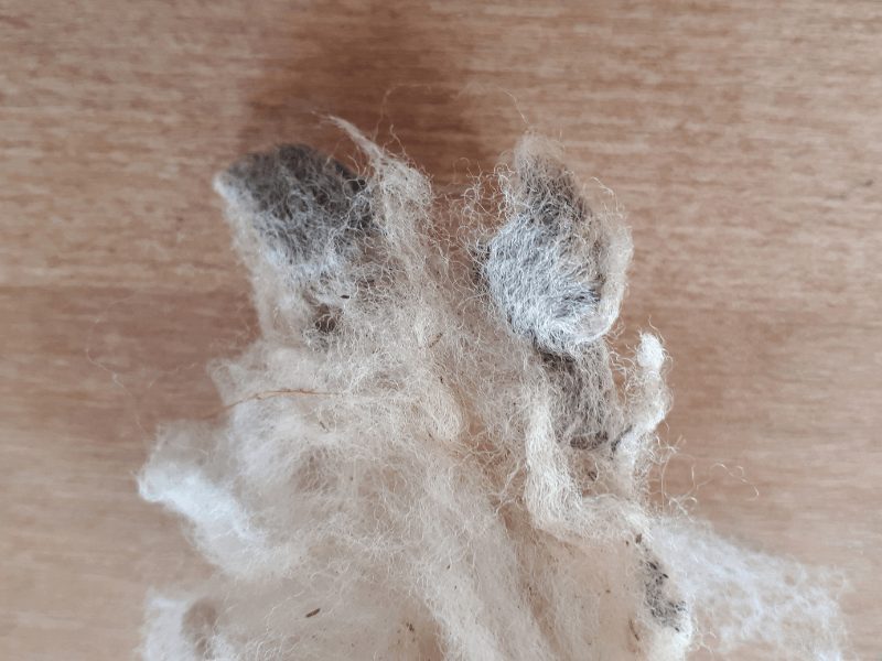 Nahaufnahme testgewaschene Wolle mit verklebten und schmutzigen Spitzen.