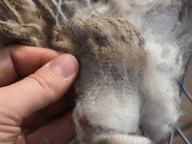 EIne Hand hält einen rohen Stapel Merinofleischschafwolle. Die obere Hälfte ist graubraun verschmutzt, die untere Hälfte strahlend weiß.