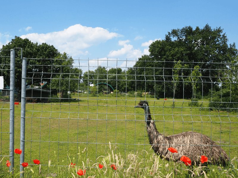 Emu hinter einem Zaun auf grüner Wiese. Spinnfest Velten. Faserexperimente.