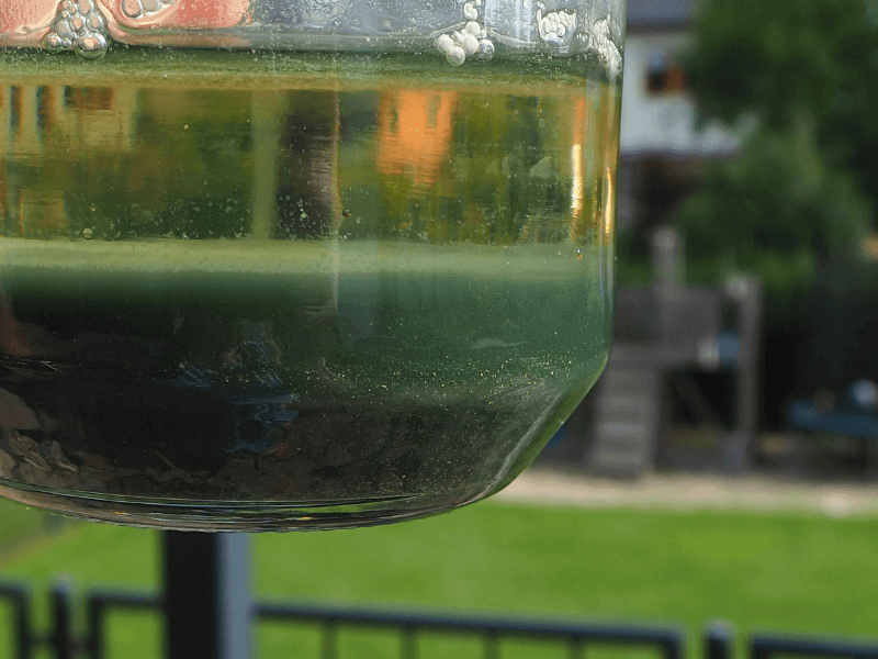 grünblaues Sediment überfermentierter Blätter vom Japanischen Färberknöterich. Sediment ist in einem Glas, Nahaufnahme.