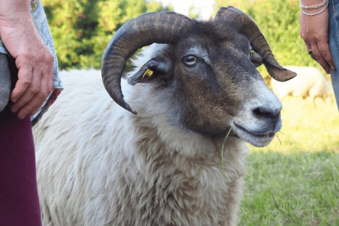 Ein gehörntes Schaf blickt wissend in die Kamera, es hat einen Grashalm im Mund.