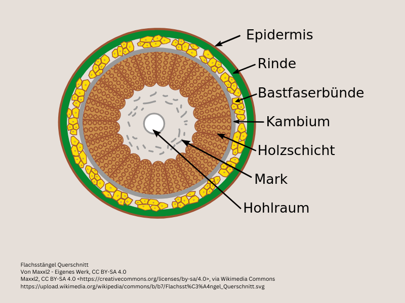 Schematische Darstellung des Querschnitts eines Flachsstängels.