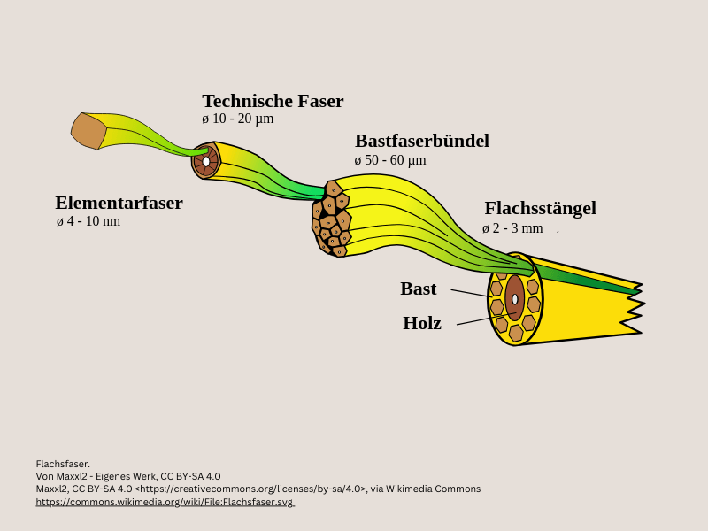 Schematische Darstellung einer Flachsfaser.