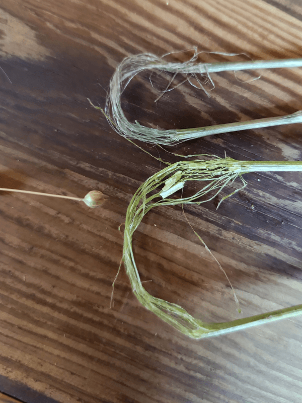 Nahaufnahme verschieden gerösteter Flachshalme auf einem Holztisch, die aufgebrochen wurden. Man kann die Faserbündel erkennen.