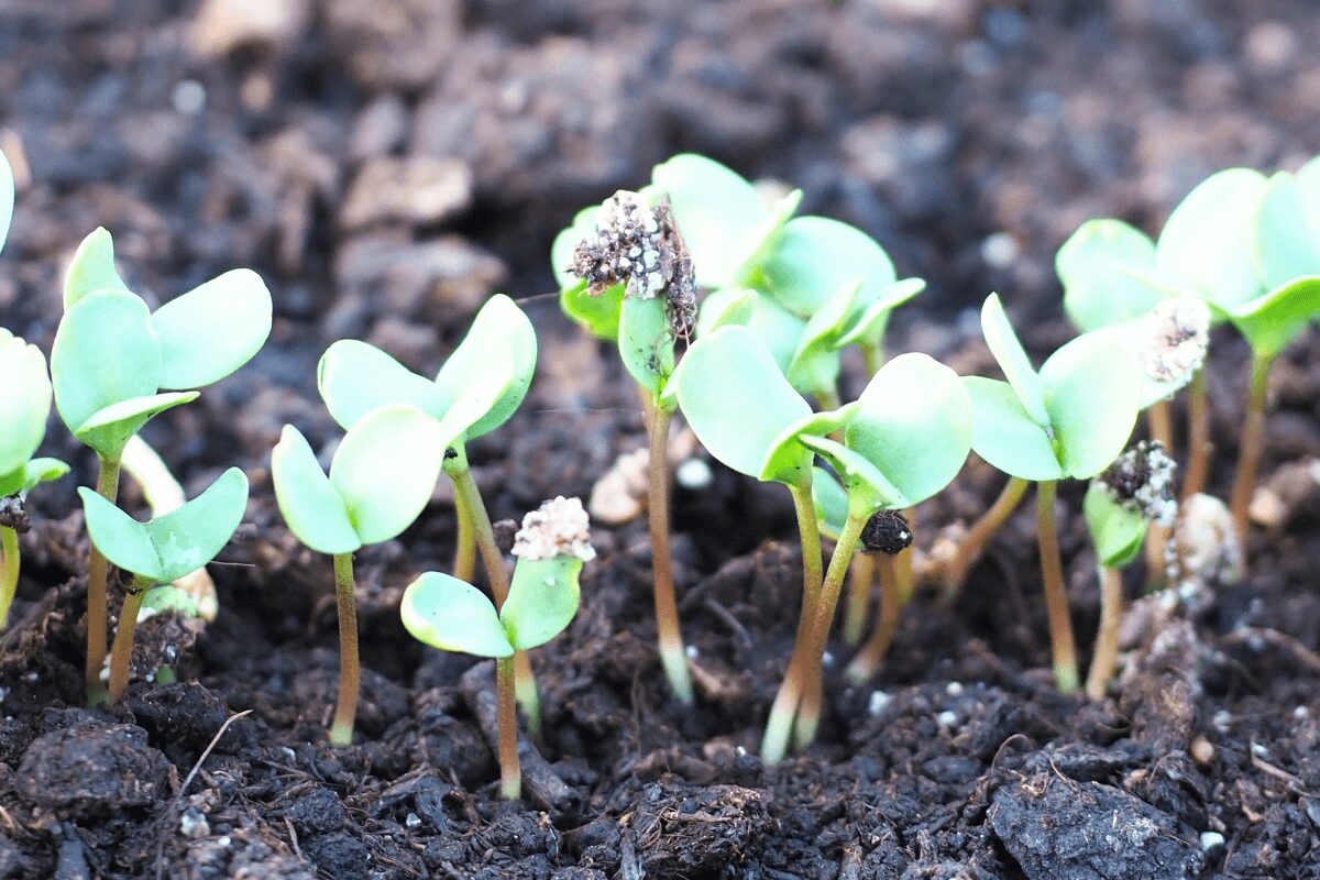Flachs im Hochbeet anbauen Teil 1 – Mein Großes Faserexperiment 2025 [1/2]