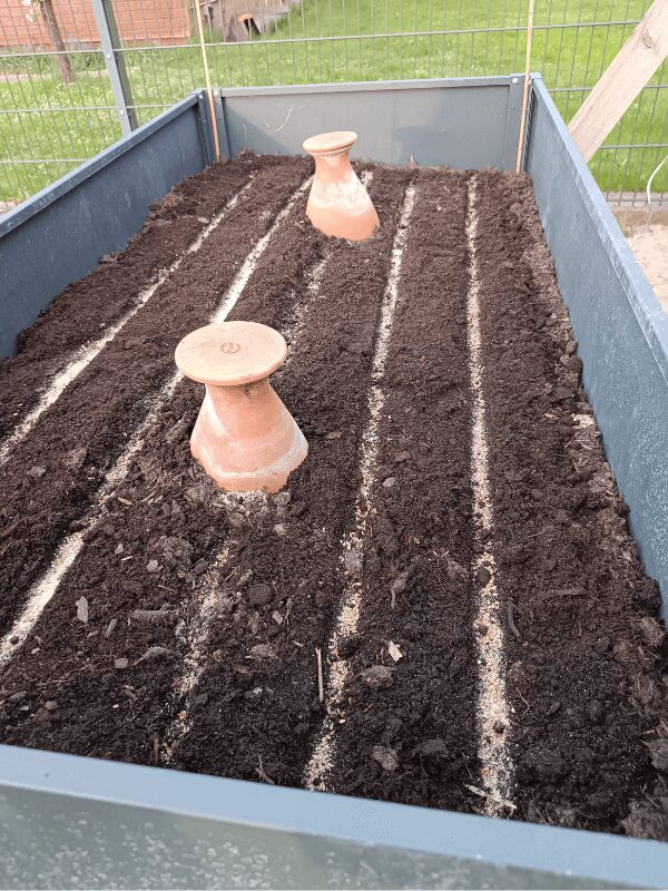 Aufsicht auf ein metallenes Hochbeet mit 5 Saatreihen. Die Saatreihen sind heller als die sie umgebende Blumenerde, weil sie mit Sand gefüllt sind. Im Hochbeet sind in der Mitte 2 Ollas als Wasserspeicher eingelassen.