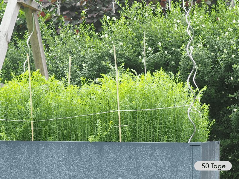 Flachspflanzen in einem grauen Hochbeet, dahinter eine Ligusterhecke. Die Flachspflanzen werden mit Stützschnüren gestützt, die an Tomaten- und Bambusstäben befestigt sind.