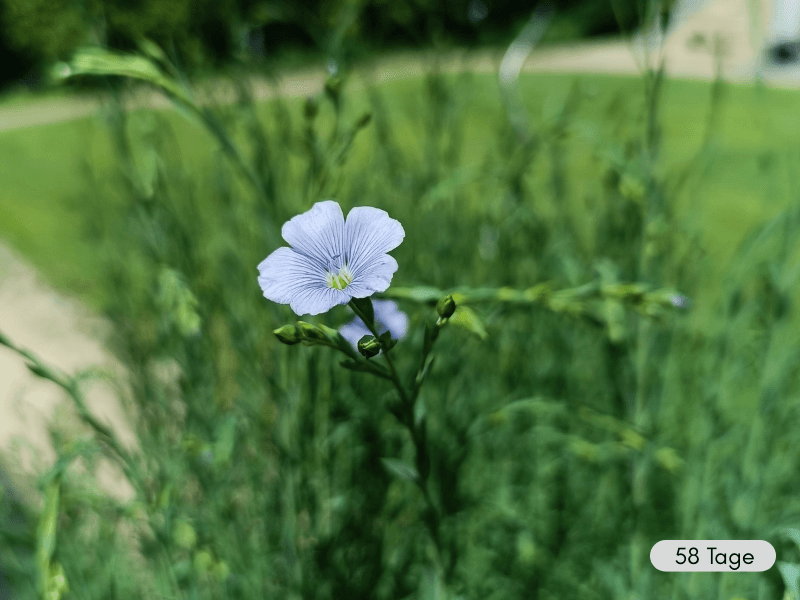 Nahaufnahme einer Flachsblüte vor unscharfem grünem Hintergrund. Tag 58 nach Aussaat.