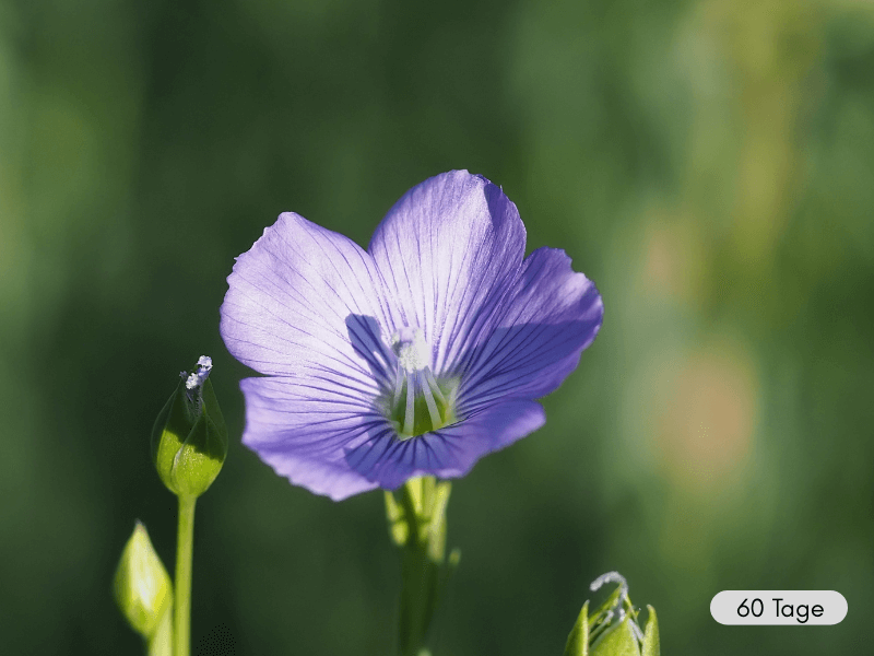 Nahaufnahme einer Flachsblüte, hell lila, vor unscharfem grünem Hintergrund.