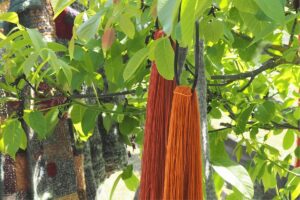 Mit Krapp und Zwiebelschalen gefärbte rote und orange Wollstränge hängen in einem Kirschbaum
