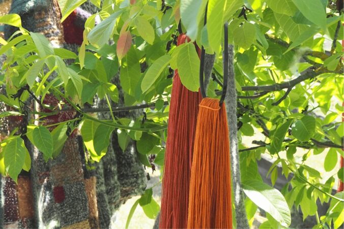 Mit Krapp und Zwiebelschalen gefärbte rote und orange Wollstränge hängen in einem Kirschbaum