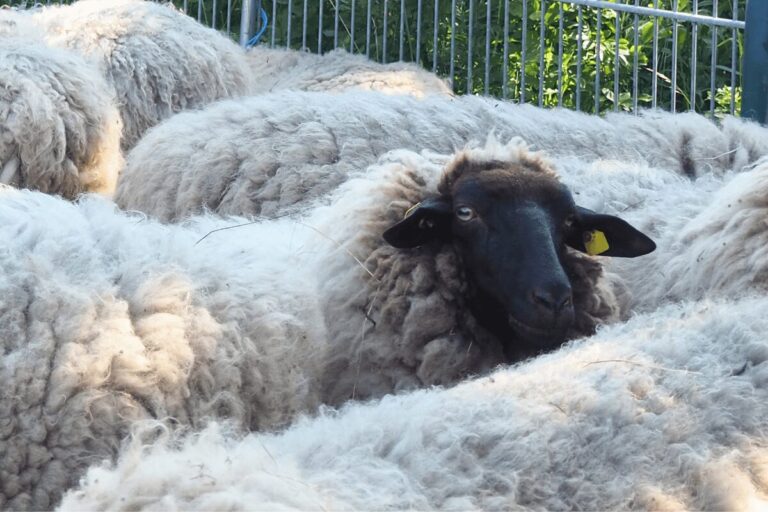 Der schwarze Kopf eines Rhönschafs blickt direkt in die Kamera, inmitten eines weißen Meeres an Schafrücken.