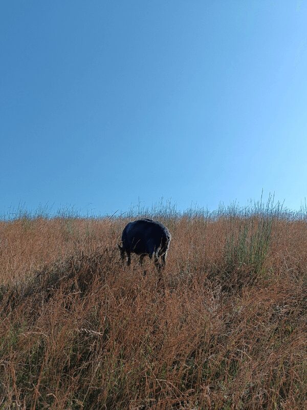 Frisch geschorenes Schaf frisst auf trockener Wiese unter strahlend blauem Himmel.