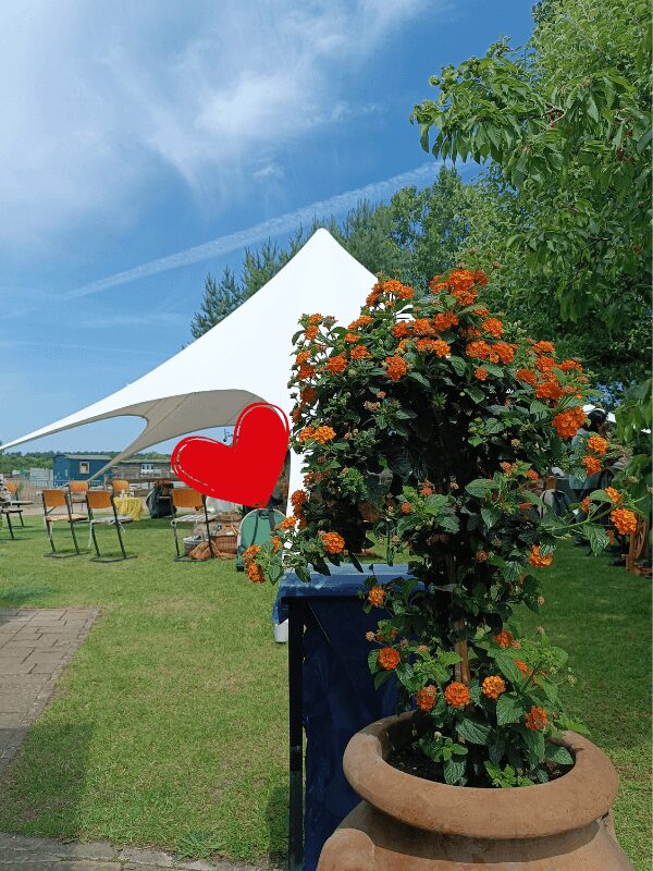 Ein großer weißer Pavillon ist unter strahlend blauem Himmer aufgebaut. darunter stehen viele Stühle und Spinnräder, im rechten Hintergrund sind Obstbäume zu sehen. Im Vordergrund leuchtet eine orangefarbene Blume.