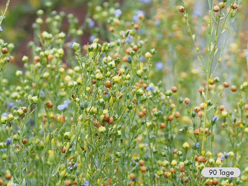 Flachsblüten und -samenkapseln am Tag 90 nach der Aussaat. Einige Kapseln sind schon braun, andere noch grün.