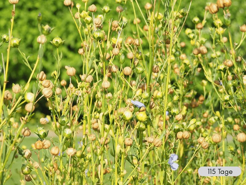 Nahaufnahme von Samenkapseln und Blüten von Flachspflanzen im Beet , 115 Tage nach Aussaat. Es sind Samenkapseln unterschiedlichen Reifegrades und Blüten zu sehen.