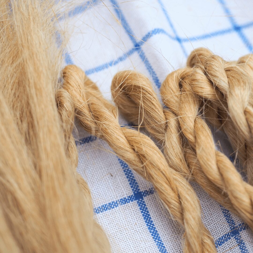 Nahaufnahme kleiner Flachszöpfe und Flachsfasern auf einem weiß-blau karierten Küchentuch.