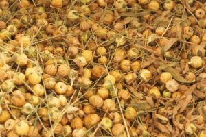 Nahaufnahme goldgelber geriffelter Samenkapseln von Flachs.