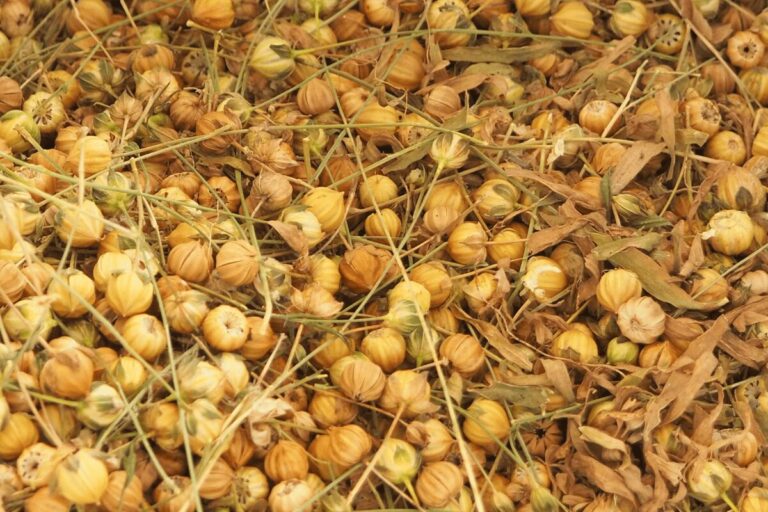 Nahaufnahme goldgelber geriffelter Samenkapseln von Flachs.