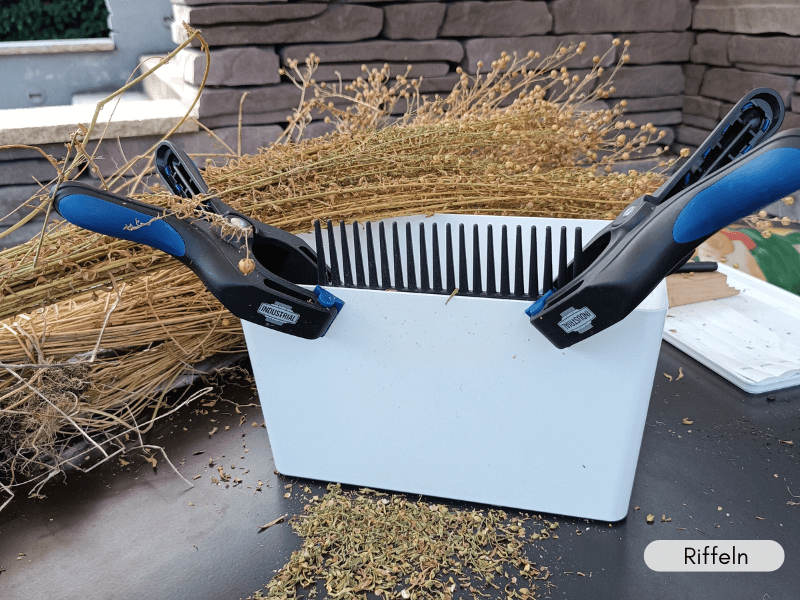 eine selbstgebaute Riffelstation aus einer weißen Plastik-Aufbewahrungsbox, an der mit Klemmen ein Lockenkamm befestigt ist. Im Hintergrund ein Bündel Flachsstroh, im Vordergrund geriffelte Samenkapseln.