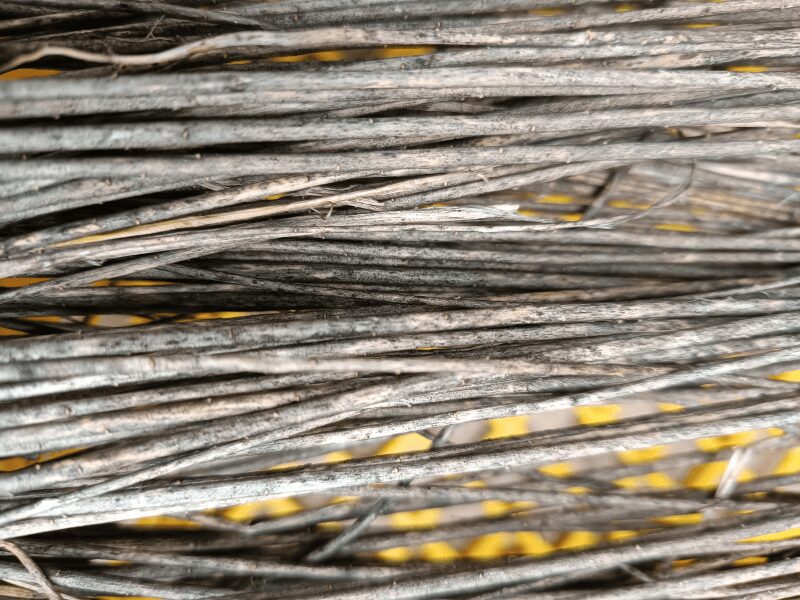 Nahaufnahme taugerösteter Flachsstängel. Überall siind silbrig-schwarze Flecken auf den Stängeln zu erkennen.
