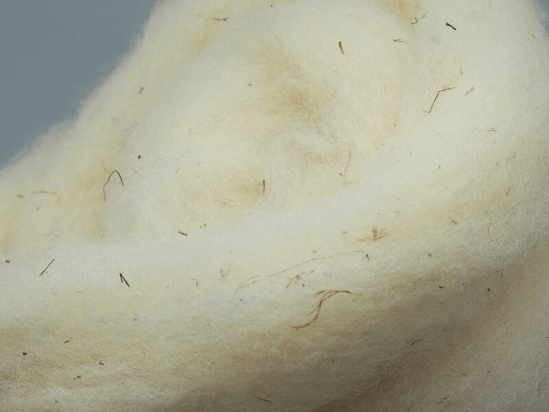 Nahaufnahme weißes Kardenband mit vielen vegetabilen Verunreinigungen.