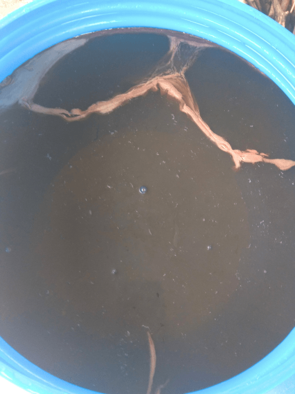 Nahaufnahme der Oberfläche eines Fermentationsansatzes mit Schafwolle in einer blauen Tonne. Auf der Oberfläche schwimmen orangefarbene Filmfetzen. faserexperimente. Wolle fermentieren.