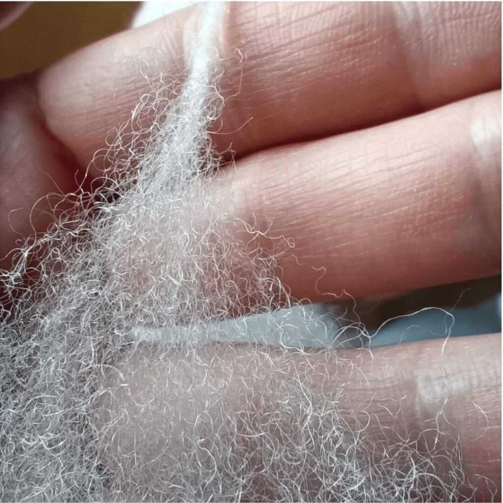 Nahaufnahme fein gekräuselter weißer Fasern im Faserdreieck auf einer Hand, vorbereitet für den langen Auszug