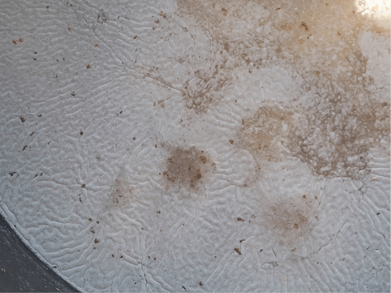 Weiße Pilzschicht aus Geotrichum candidum auf einer Wasseroberfläche.